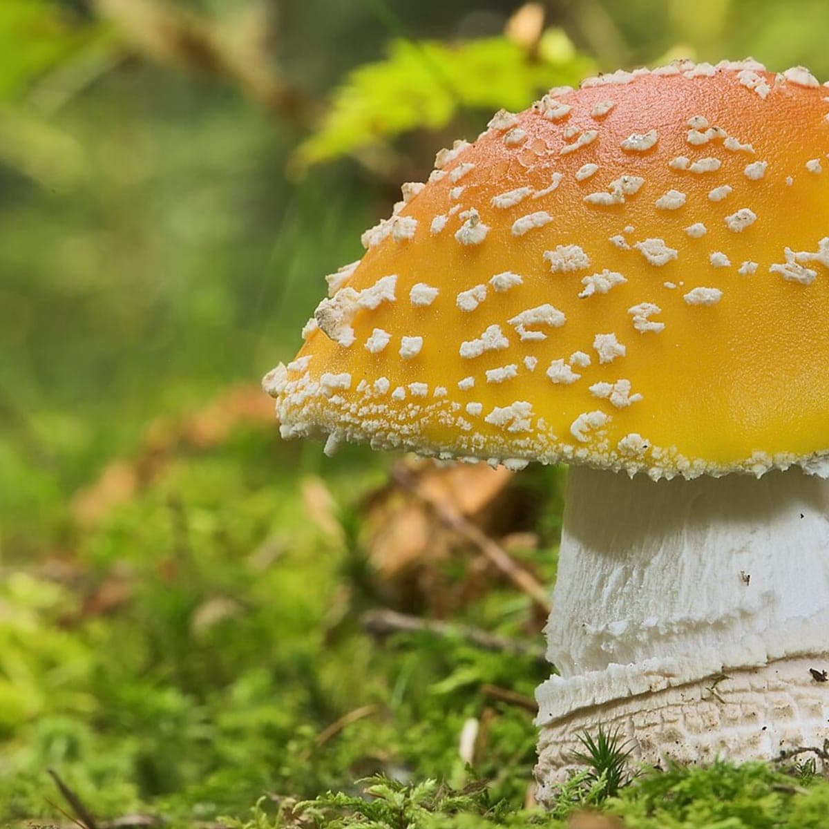 An Amanita muscaria mushroom, its orange-red cap flecked with white, growing in moss.